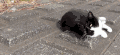 猫 喵星人 宠物 萌 可爱