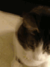 小猫 铃铛 点头 可爱