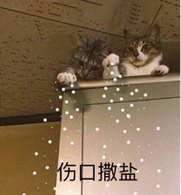 猫咪 抓子 趴着 伤口撒盐 讯飞