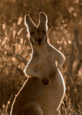 袋鼠 悠闲 挠痒痒 澳大利亚