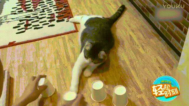 猫咪 可爱 纸杯 萌宠
