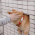 汪星人 柴犬