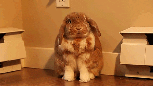 兔兔 可爱 呲牙 冷笑
