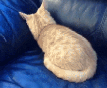 害羞 猫 钻沙发