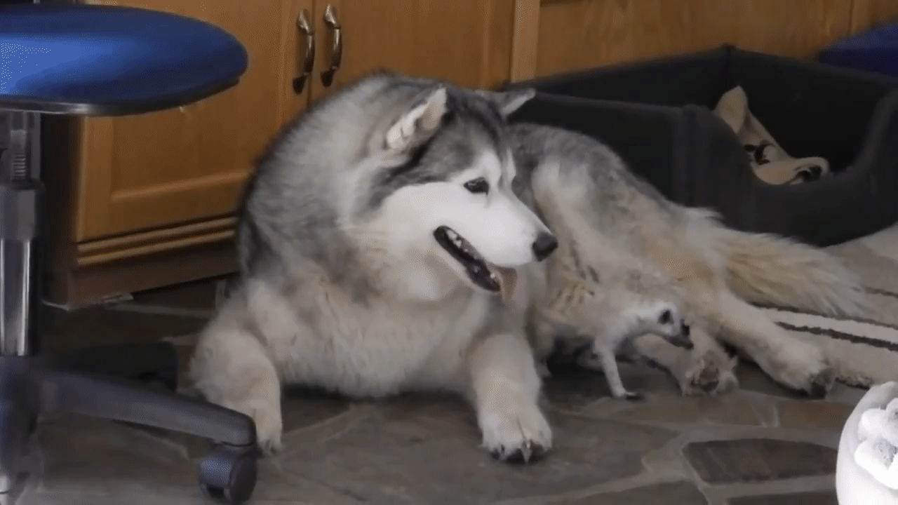 哈士奇 Siberian husky 二哈 猫鼬