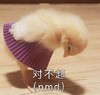 萌宠 鸭子 对不起 道歉 搞怪 逗