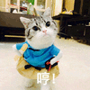 猫 猫咪 哼 生气 可爱 呆萌