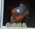 疯狂摇头 拒绝