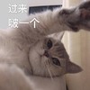 萌宠 猫星人 过来 啵一个 呆萌 可爱