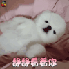 萌宠 狗 汪星人 静静看着你 撩 soogif soogif出品