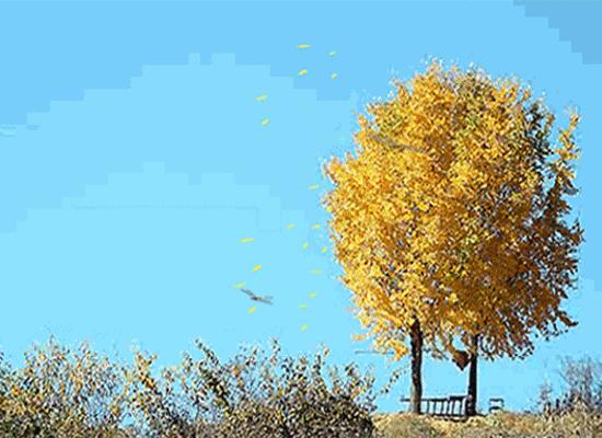 黄色树叶 蓝天 两棵树 飞鸟
