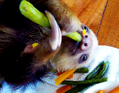 树懒 sloth 幼崽