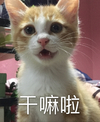 萌宠 猫星人 干嘛啦 呆萌 搞怪