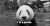 熊猫 panda