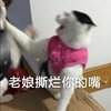 萌宠 喵星人 老娘撕烂你的嘴 打你 搞怪 逗