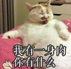 萌宠 喵星人 我有一身肉 你有什么 呆萌 可爱