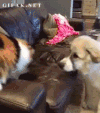 猫 狗 打