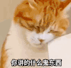 萌宠 猫星人 你讲的什么鬼东西 呆萌 可爱