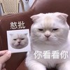 萌宠 喵星人 你看看你 憨批 搞怪 逗