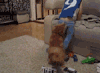 猫咪 调皮  搞笑  可笑