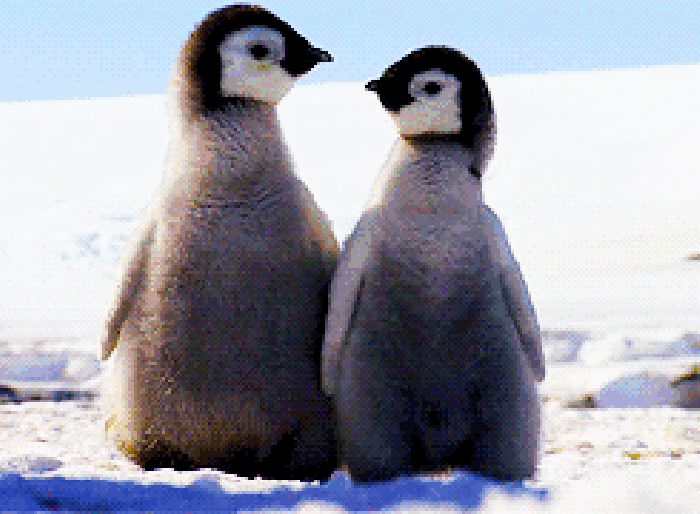 企鹅 动物 甩头 搞笑