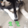 萌宠 狗 汪星人 二哈 哈士奇 生气