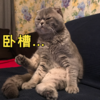 猫咪 卧槽 坐着 霸气