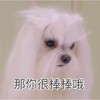狗狗 大眼睛 白毛 那你很棒棒哦