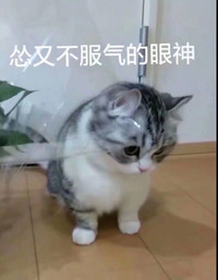 萌宠 猫星人 怂又不服气的眼神 认输 呆萌 可爱