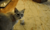 猫 杯子 喝水 卡住