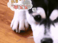 萌主来了
