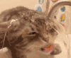 萌宠 猫 喵星人 喝水 蠢萌 搞笑