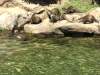 可爱 萌 都好 gif