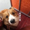 萌宠 汪星人 仰望大佬 不敢不敢 呆萌 憨憨