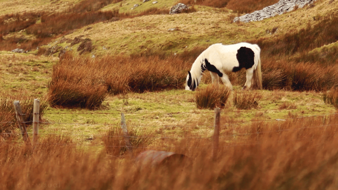 牛儿 吃草 微风 秋天