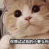 萌宠 猫星人 你想试试我的小拳头吗 威胁 搞怪 逗