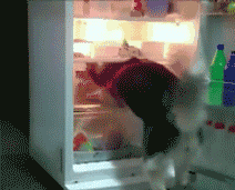狗狗 冰箱 可爱 找个凉快的地方