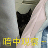 萌宠 猫咪 猫 喵星人 暗中观察 搞怪