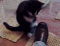 小猫 调皮 打闹 真有速度