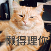 懒得理你 猫 拒绝 搞怪 逗