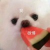 萌宠 汪星人 微博和我 无奈 呆萌 可爱