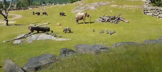 动物 草原 大象 玩耍