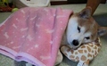 狗狗 睡着了 躺着 盖上毯子