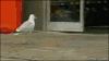 鸟 bird 偷东西 海鸥