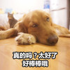 萌宠 汪星人 真的吗 太好了 好棒棒啊 搞怪 逗