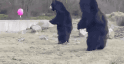 黑熊 玩耍 两只 可怕