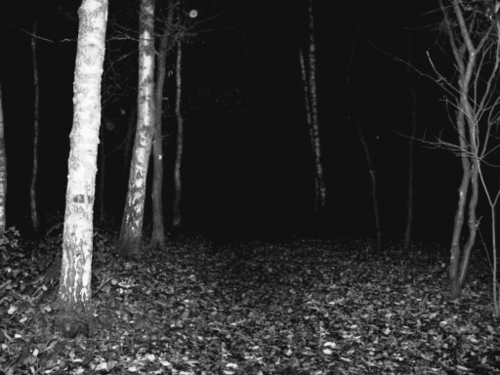 森林 黑色和白色 令人毛骨悚然的 黑暗的