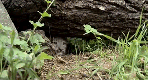 雪豹 幼崽 山洞 钻 呆萌 好奇