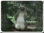 浣熊 raccoon 污 大丁丁 甩 小红帽
