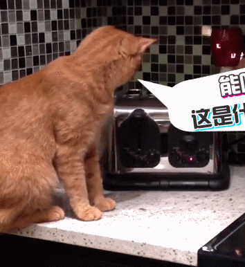 萌宠  猫咪  面包机  惊吓  搞笑
